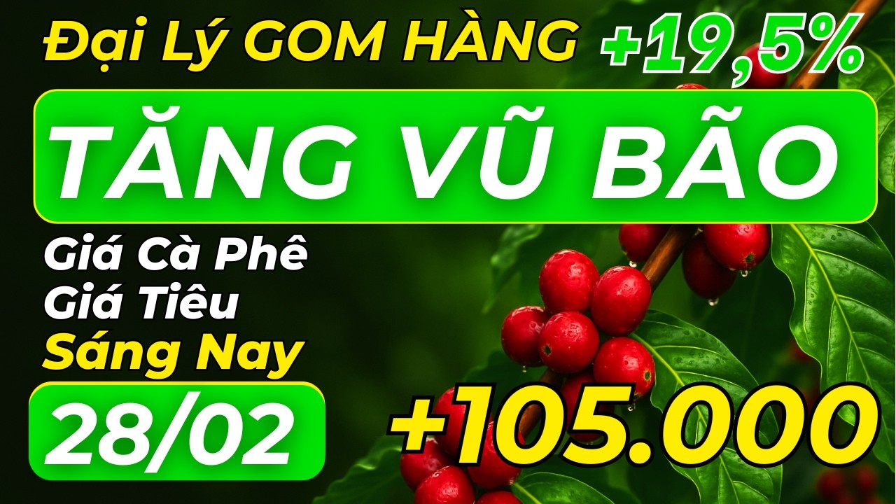 Giá cà phê sáng nay TĂNG VŨ BÃO - Giá cà phê nội địa BIẾN ĐỘNG MẠNH