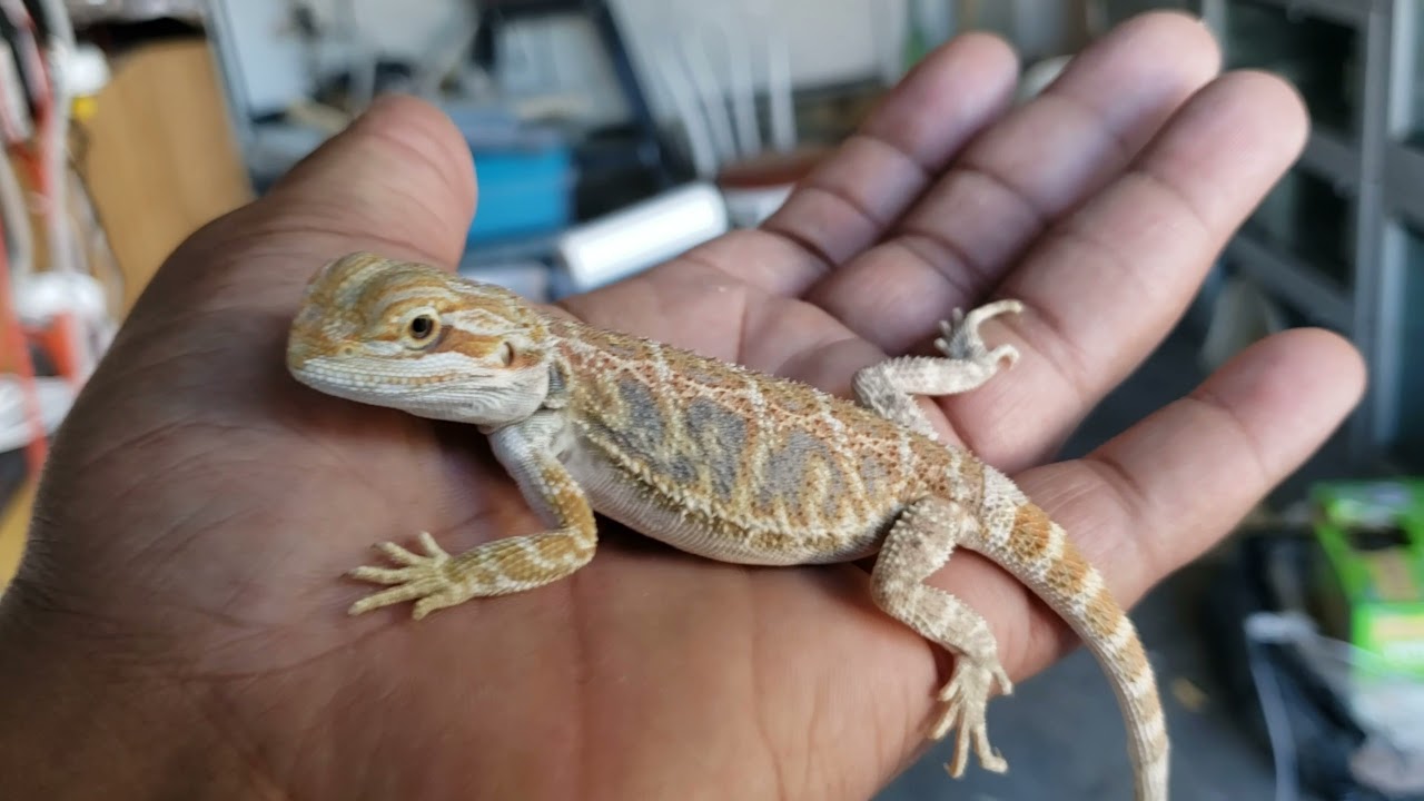 What does the trans and hypo gene do in Bearded Dragons?