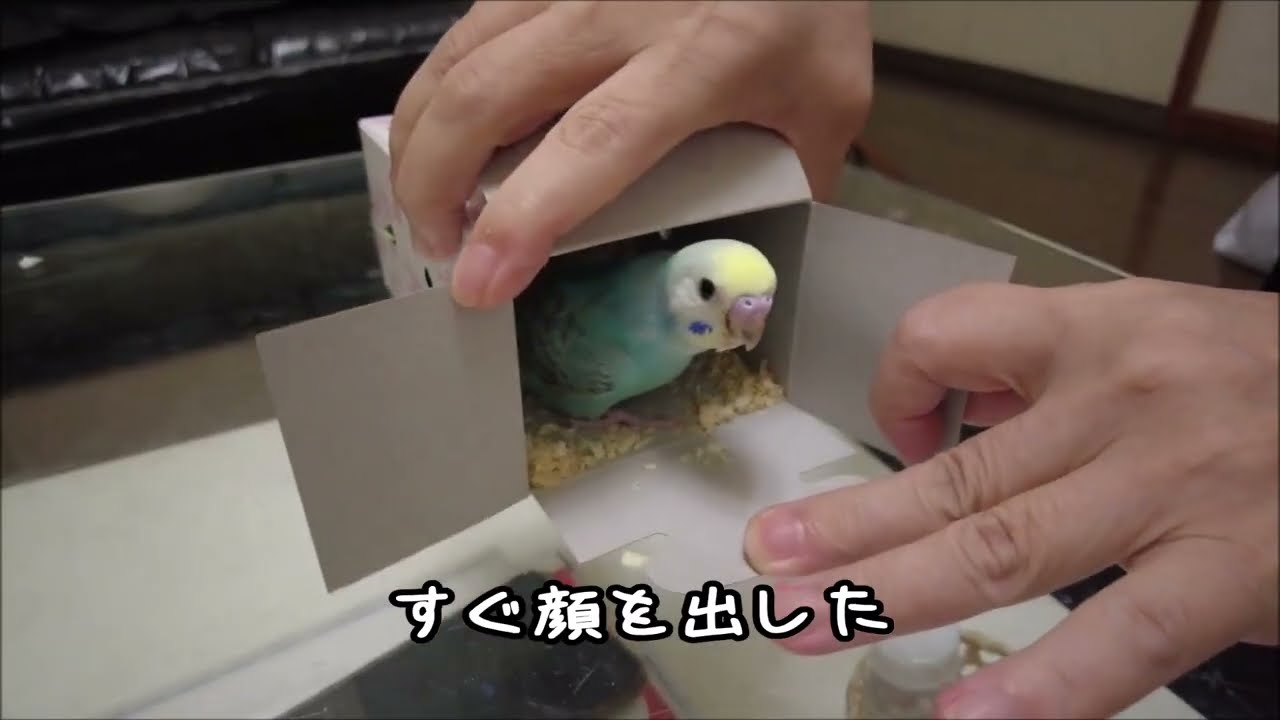 セキセイインコの「なると」が我が家にやって来た