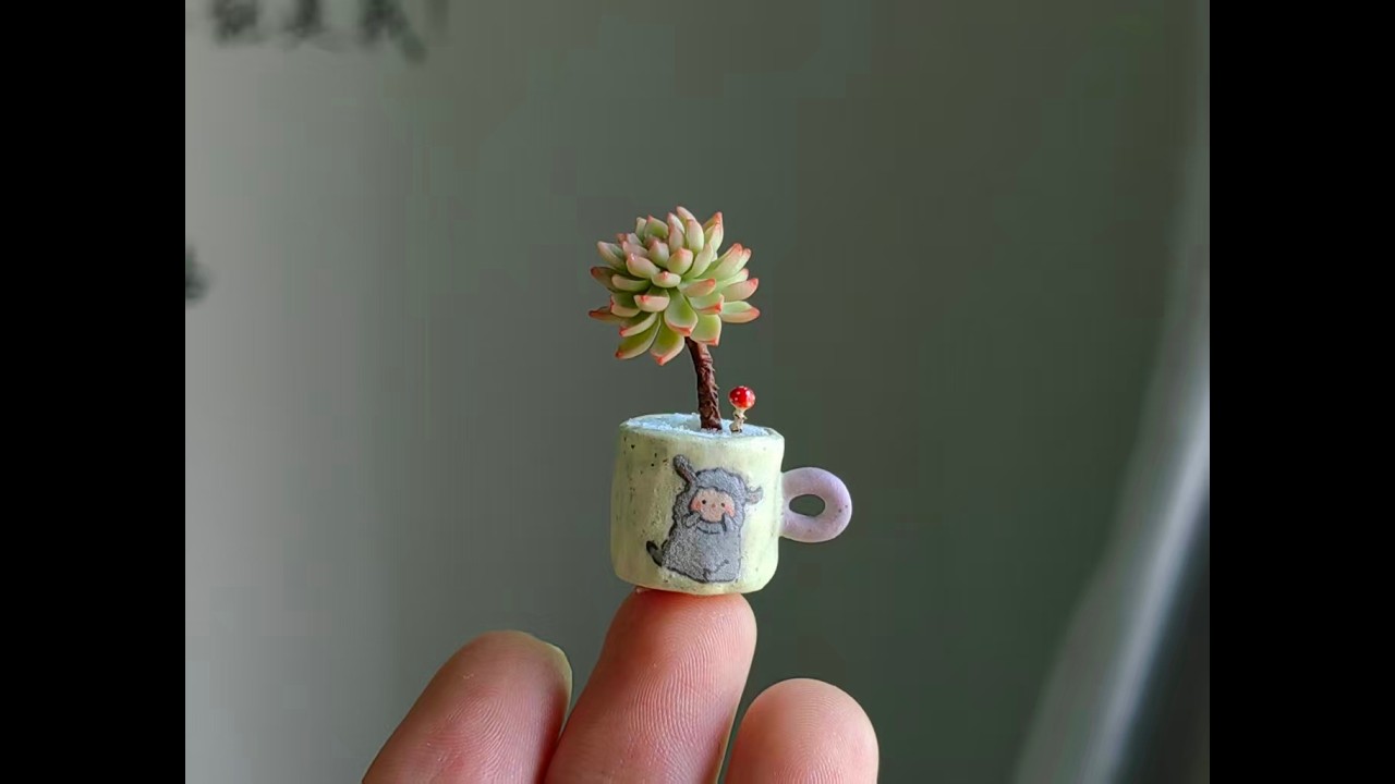 蓝石莲多肉succulent