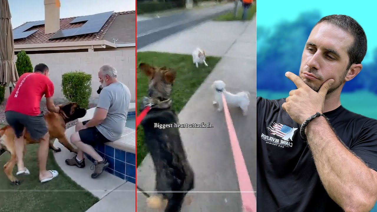 Dog Trainers React to Shocking Dog Videos