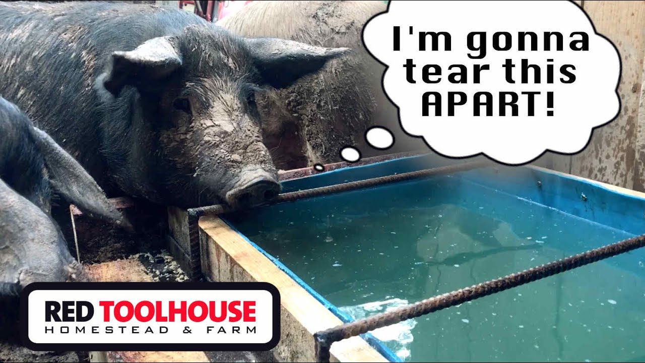 Строительство НЕРАЗРУШАЕМОЙ (?) поилки для свиней