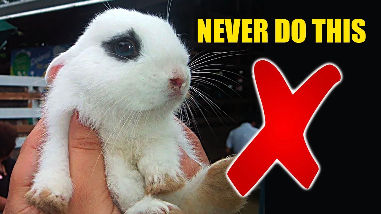 8 Things You Should NEVER do To Your Rabbit