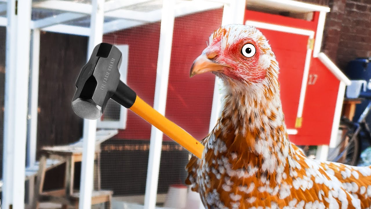 I Have to Destroy the Chicken Coop
