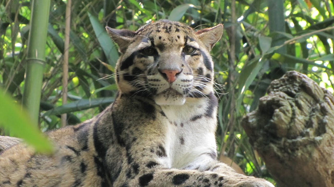 The Clouded Leopard's Secret Weapons