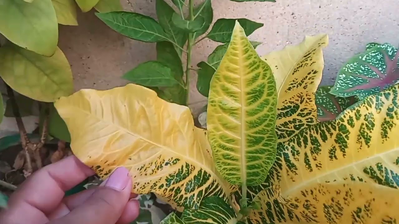 MEUS CROTON ESTÃO LINDOS 
