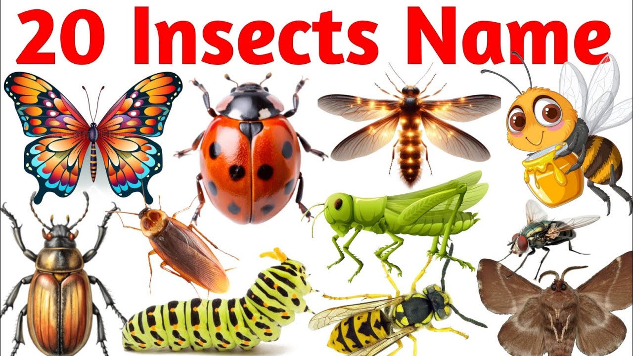 20 Insects Name for Kids | Learn Common Insects with Pictures | Fun & Easy Learning |