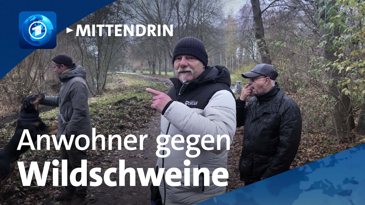 Rostock: Wildschweine im Wohngebiet Sorgen f&uuml;r &Auml;rger | tagesthemen mittendrin