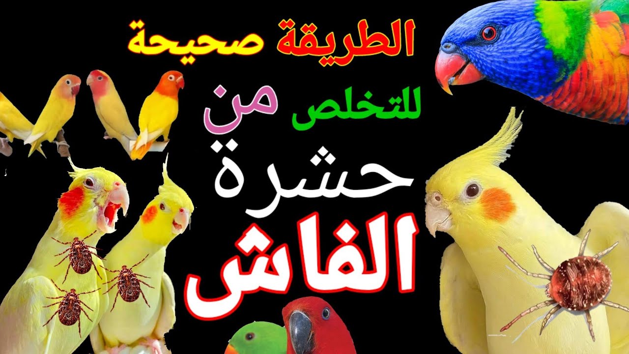كوكتيل الطريقة الصحيحة للتخلص من حشرة الفاش والقمل عند طيور بادجي كروان كالوبسيت