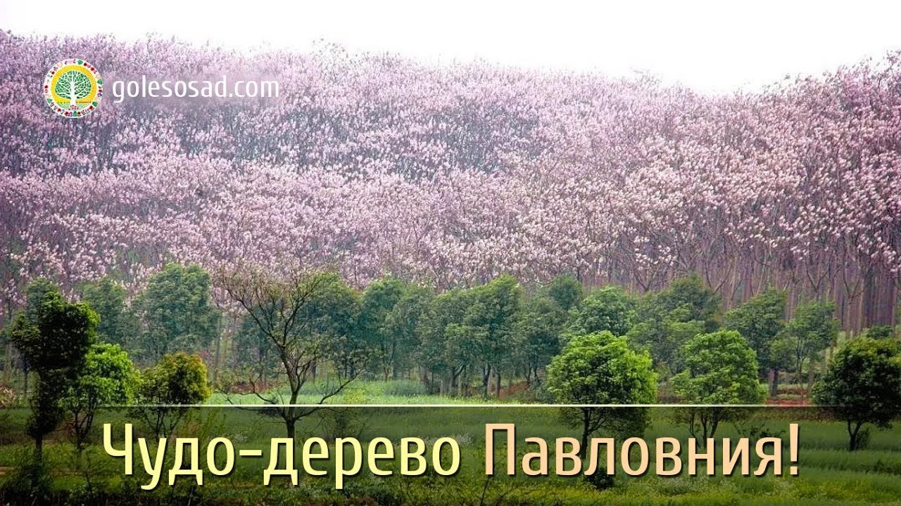 ЧУДО-ДЕРЕВО ПАВЛОВНИЯ!