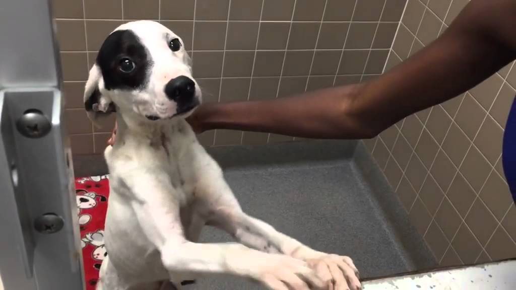 Rescue groups taking in neglected dogs