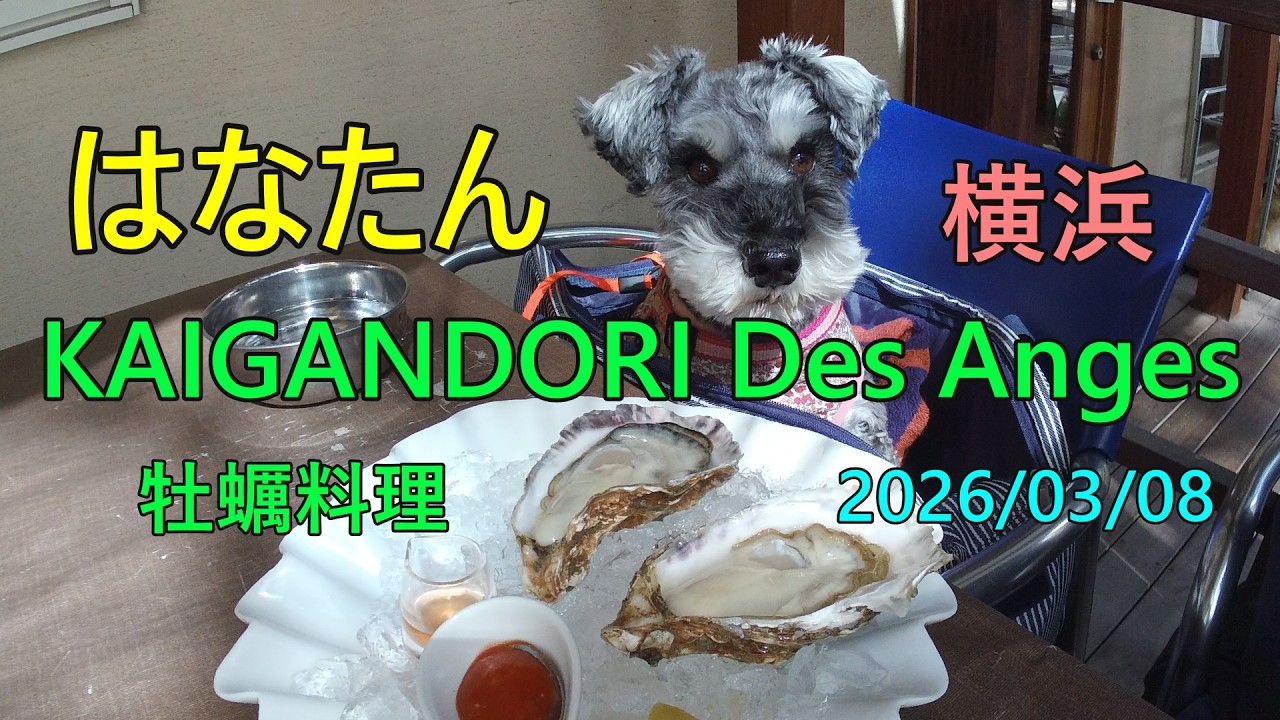 横浜 みなとみらい KAIGANDORI Des Anges(オイスターバー、ワンちゃんテラスOK)