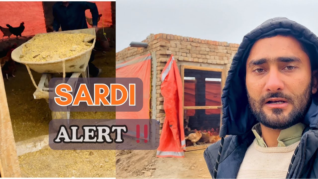 Sardi Ka Asar Hens Par | Bachao Ke Liye Tarpaal, Rice Chilka & Complete Setup