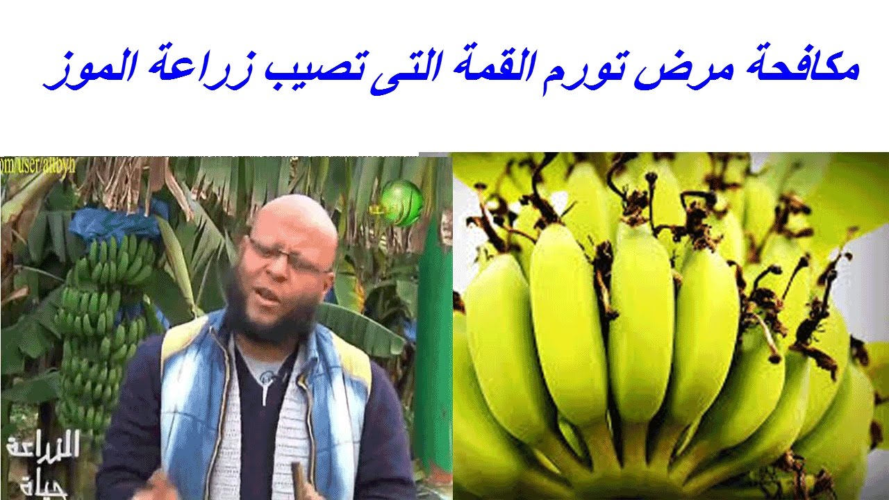 مكافحة مرض تورم القمة التى تصيب زراعة الموز بسبب حشرة المن