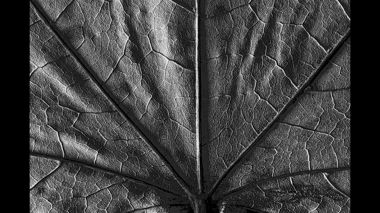 Black And White Macro Photography Using Leaves - MacroWorld
