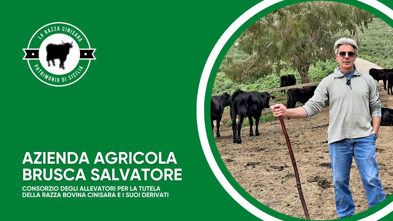 Azienda Agricola Brusca Salvatore | Allevatori per vocazione, custodi della razza Cinisara