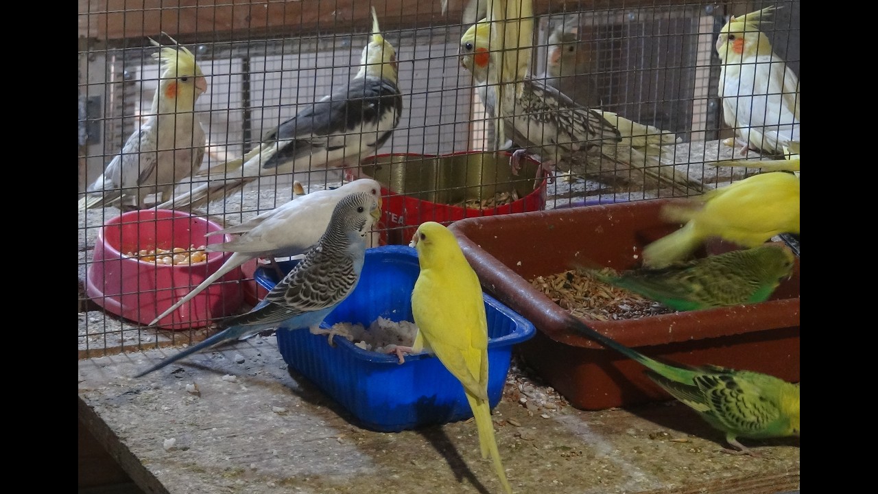 Щеглы, голуби, попугаи.