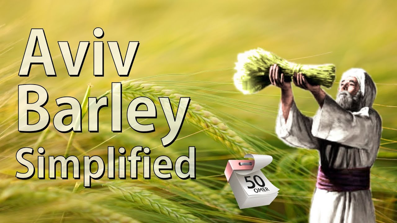 Aviv Barley Simplified