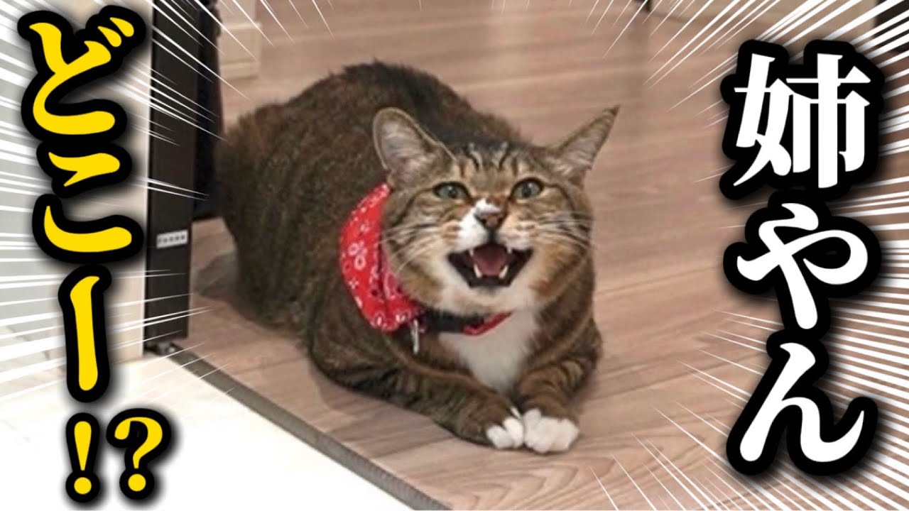 病院から帰ったらベッタリ甘えん坊になっちゃう元ボス猫。恐れていた事が起きてしまいました【低血糖】
