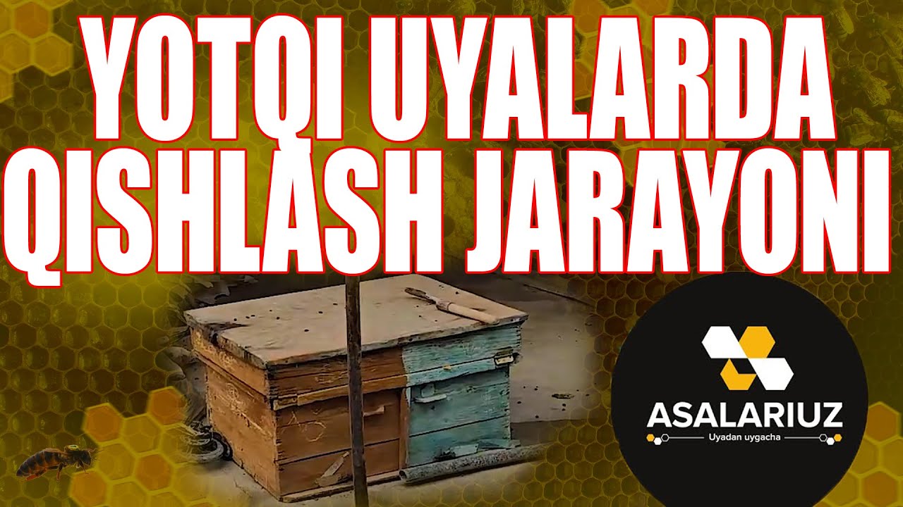 Yotqi uyalarda (Лежак) qishlov qanday kechyapti.