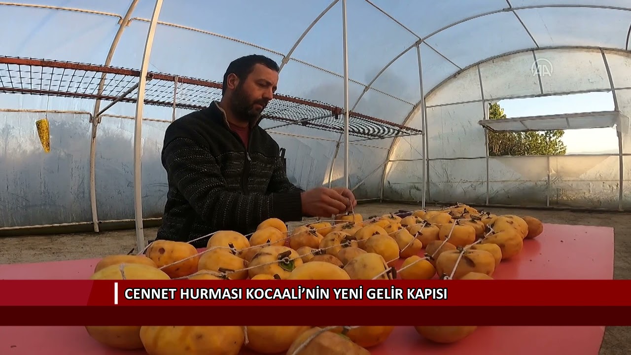 Cennet hurması Kocaali’nin yeni gelir kapısı