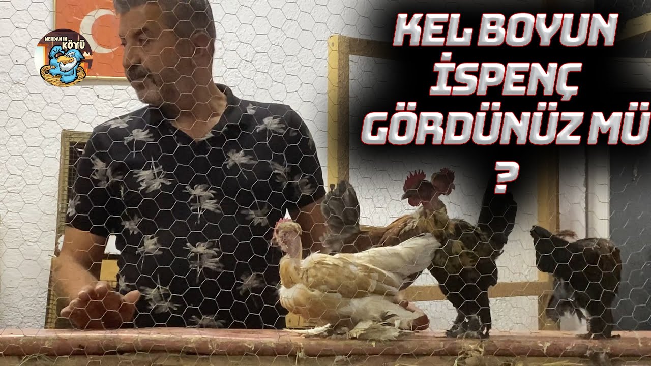 Mezatta Kel İspençler