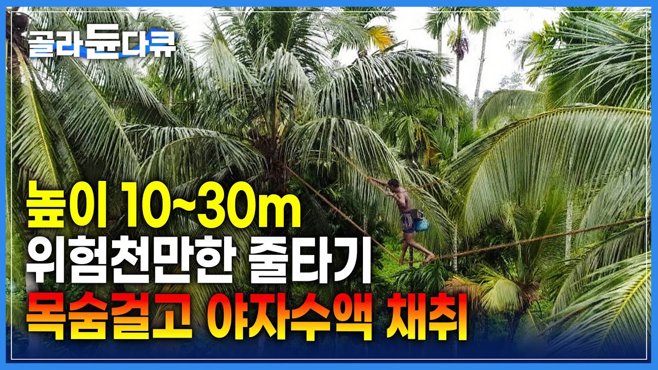 야자수 나무 사이를 줄을 타고 건넌다고? 곡예사 수준의 줄타기 🌴 너무나 위험한 야자수액 채취 | 세계테마기행 | #골라듄다큐