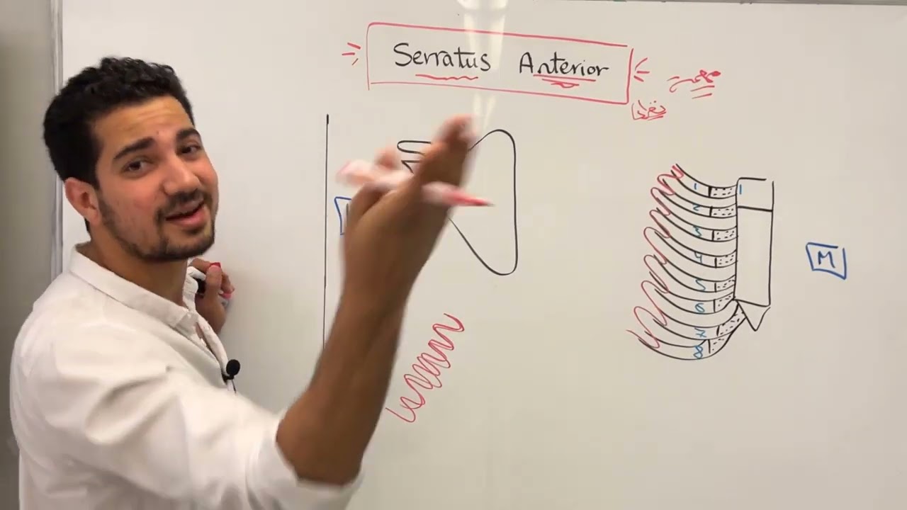 Serratus Anterior & Axilla (Dr. Wagih El-Husseiny).