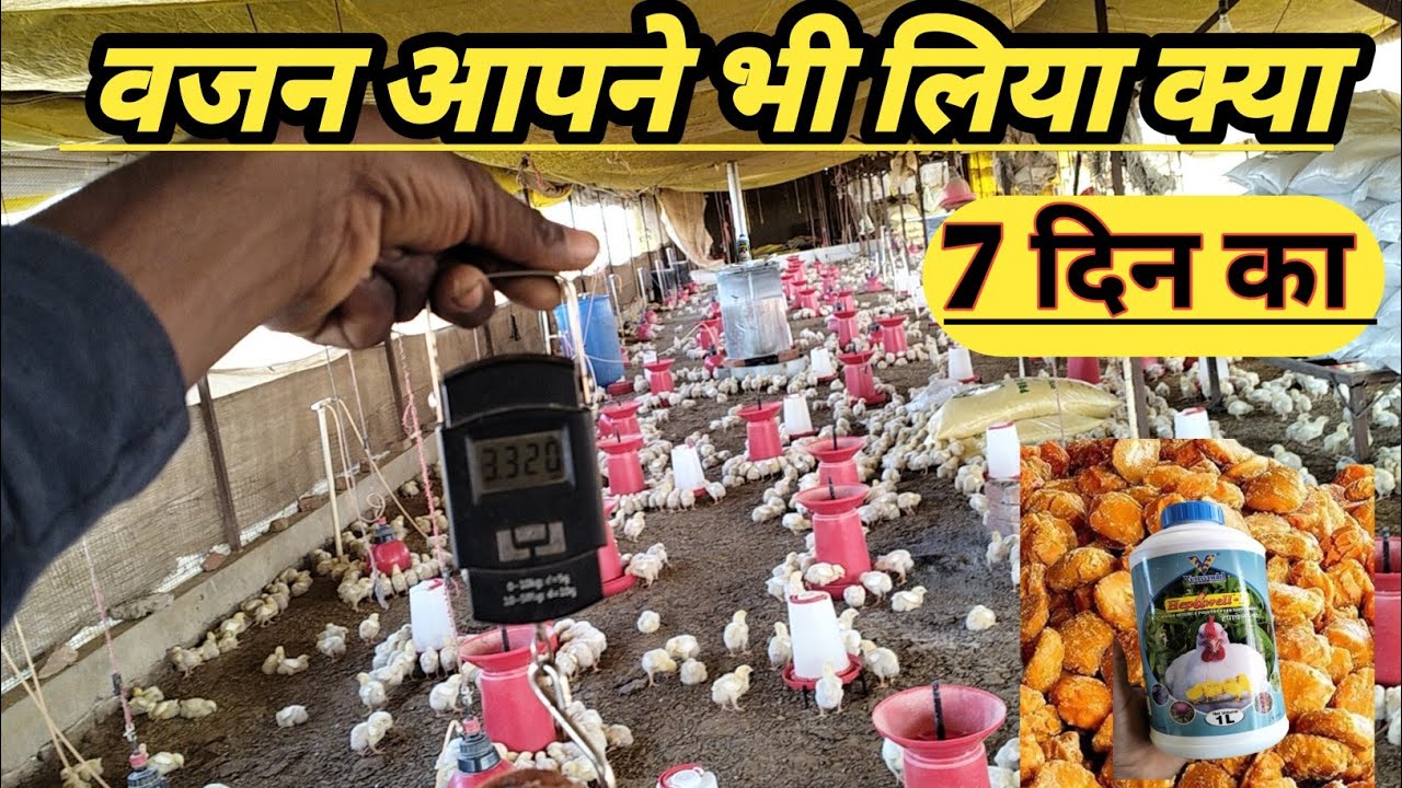 7वा dinमे चिक्स का बॉडी ग्राम ( मोटिलिटी 100=0.74)@72STAR मेडिसिन 0✓