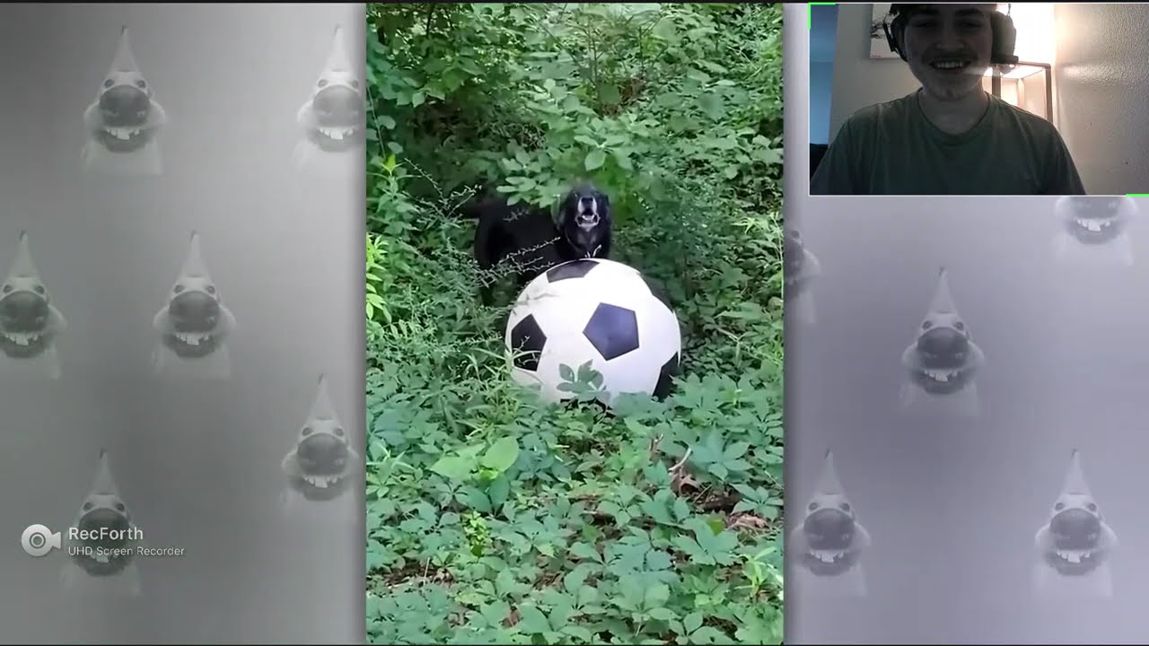 try not to laugh more than 8 times (I might have went over)