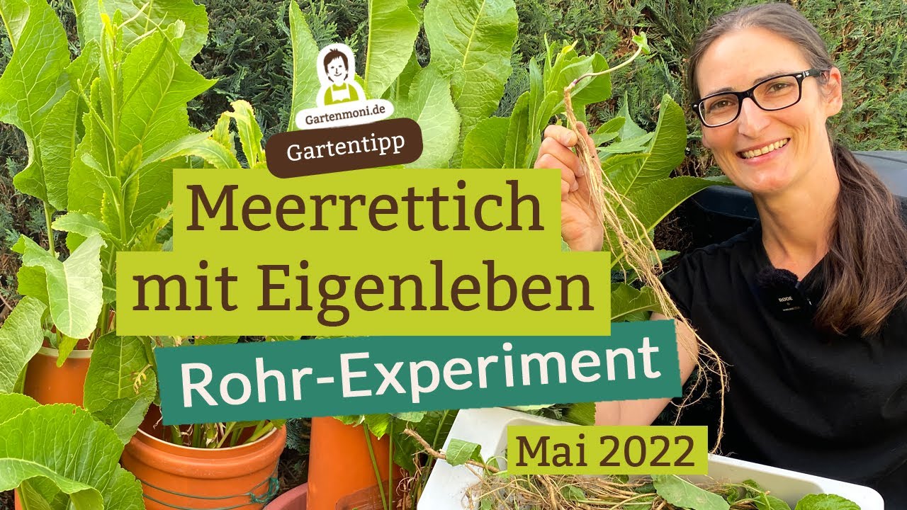 Meerrettich mit Eigenleben - Unser Rohr-Experiment macht gute Fortschritte