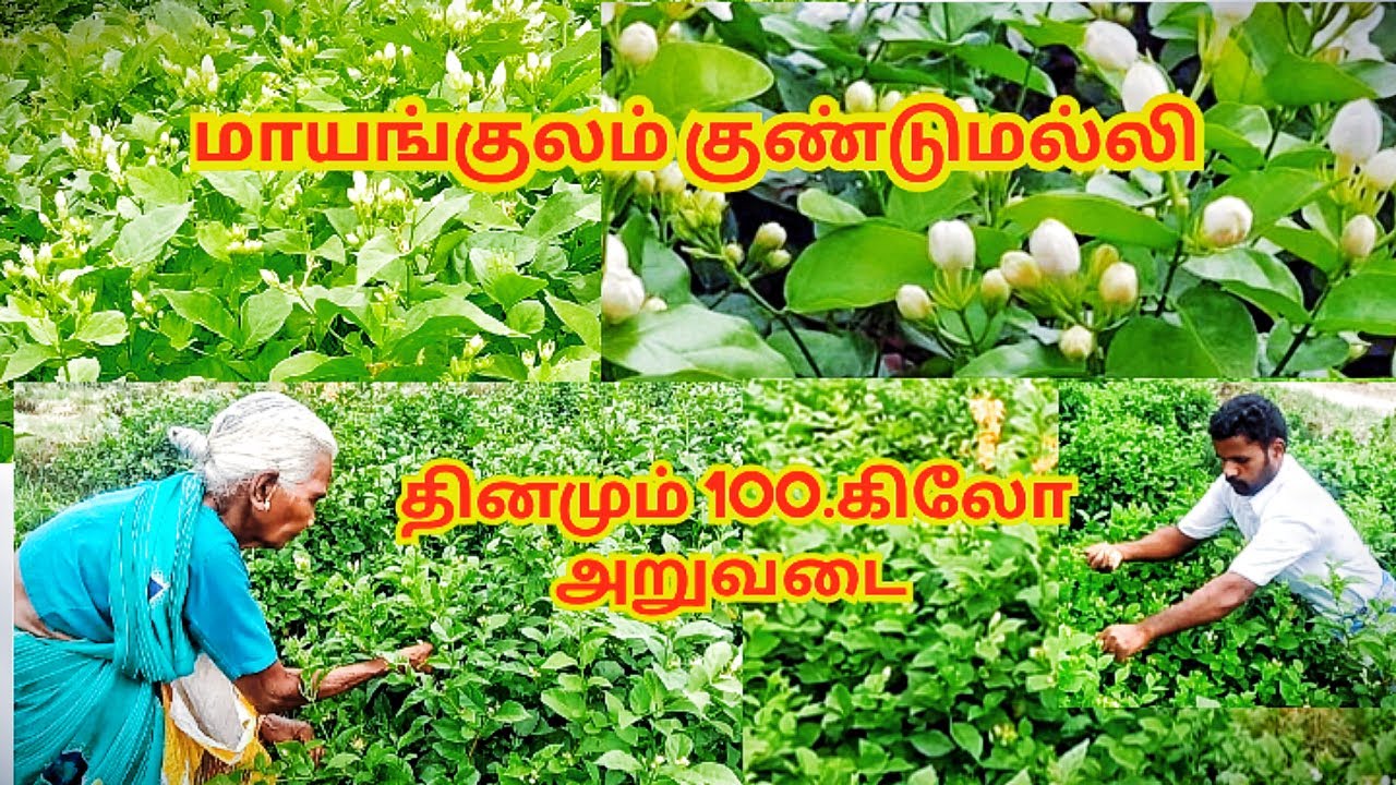 மாயங்குலம் குண்டுமல்லி சாகுபடி //தமிழ் சொந்தங்கள்// https://youtu.be/GDNrz8ql670