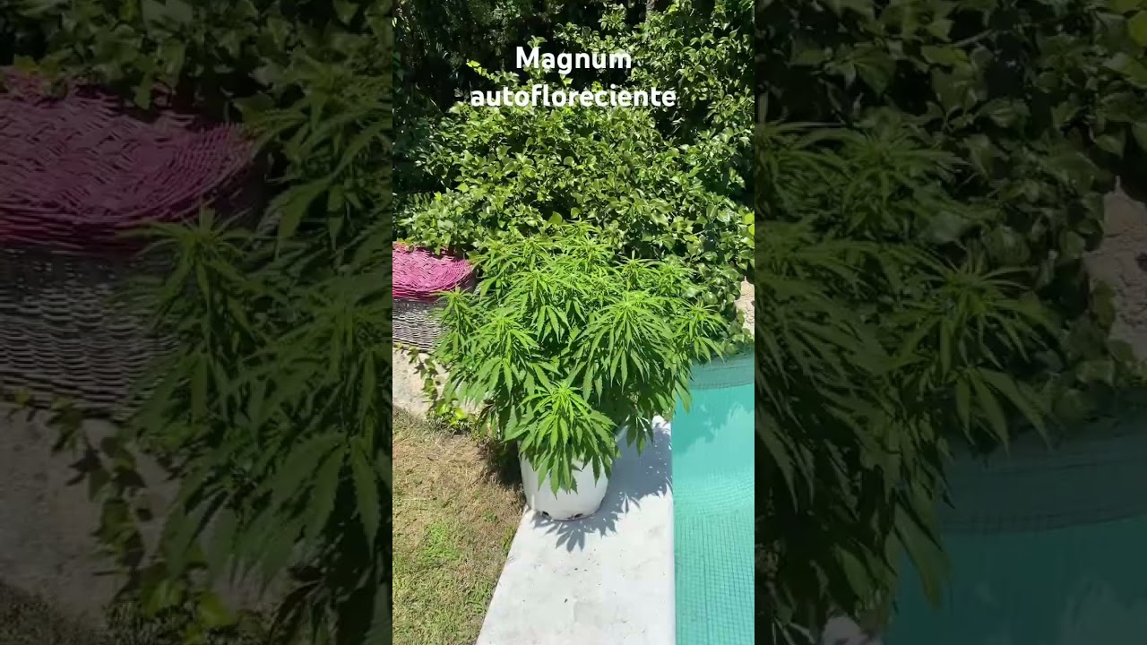 Magnum autofloreciente  LA MAS PRUDUCTIVA
