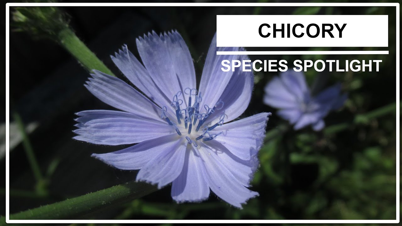 Species Spotlight | Chicory (Cichorium intybus L.)