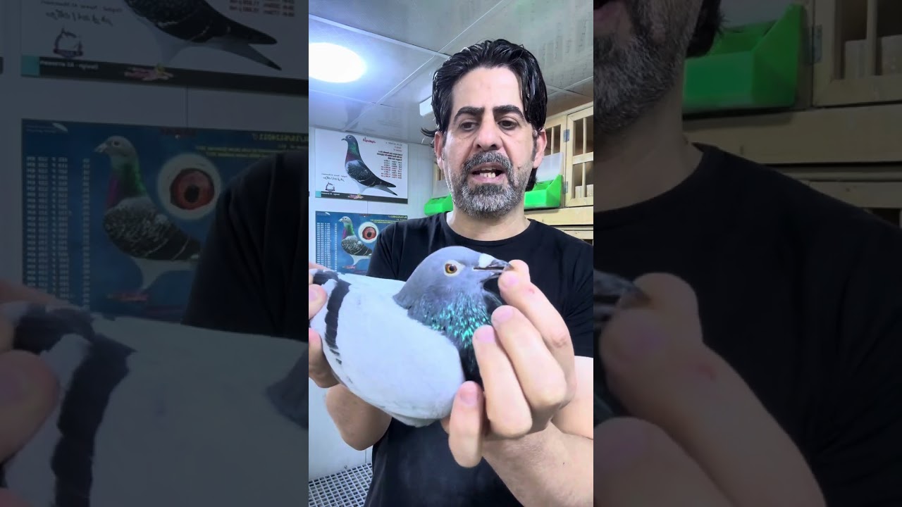 قطعه صاروخ من انتاج المنتج المميز احمد ابو شعر