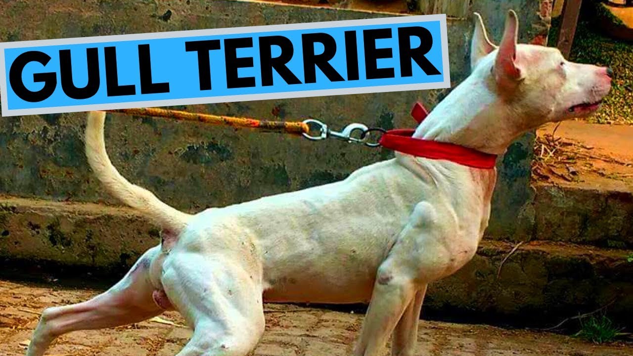 Gull Terrier Dog Breed - Facts and Information