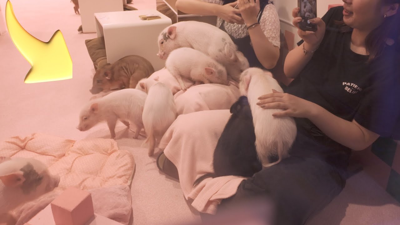 Visit Japan's Micro Pig Cafe 🐷 - Mipig Meguro Cafe| Tokyo Experience Channel
