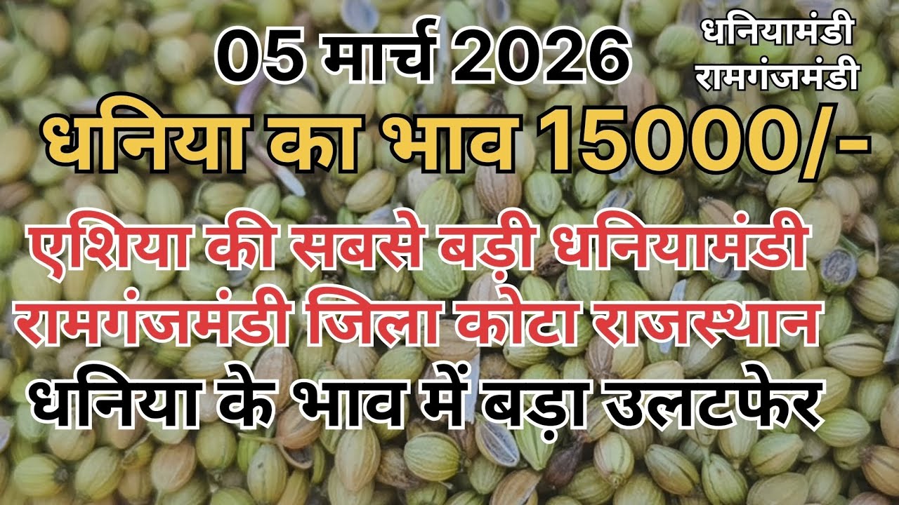 धनिया के भाव में बड़ा उलटफेर ।। एशिया की सबसे बड़ी धनियामंडी ।। रामगंजमंडी धनिया भाव ।। Coriander