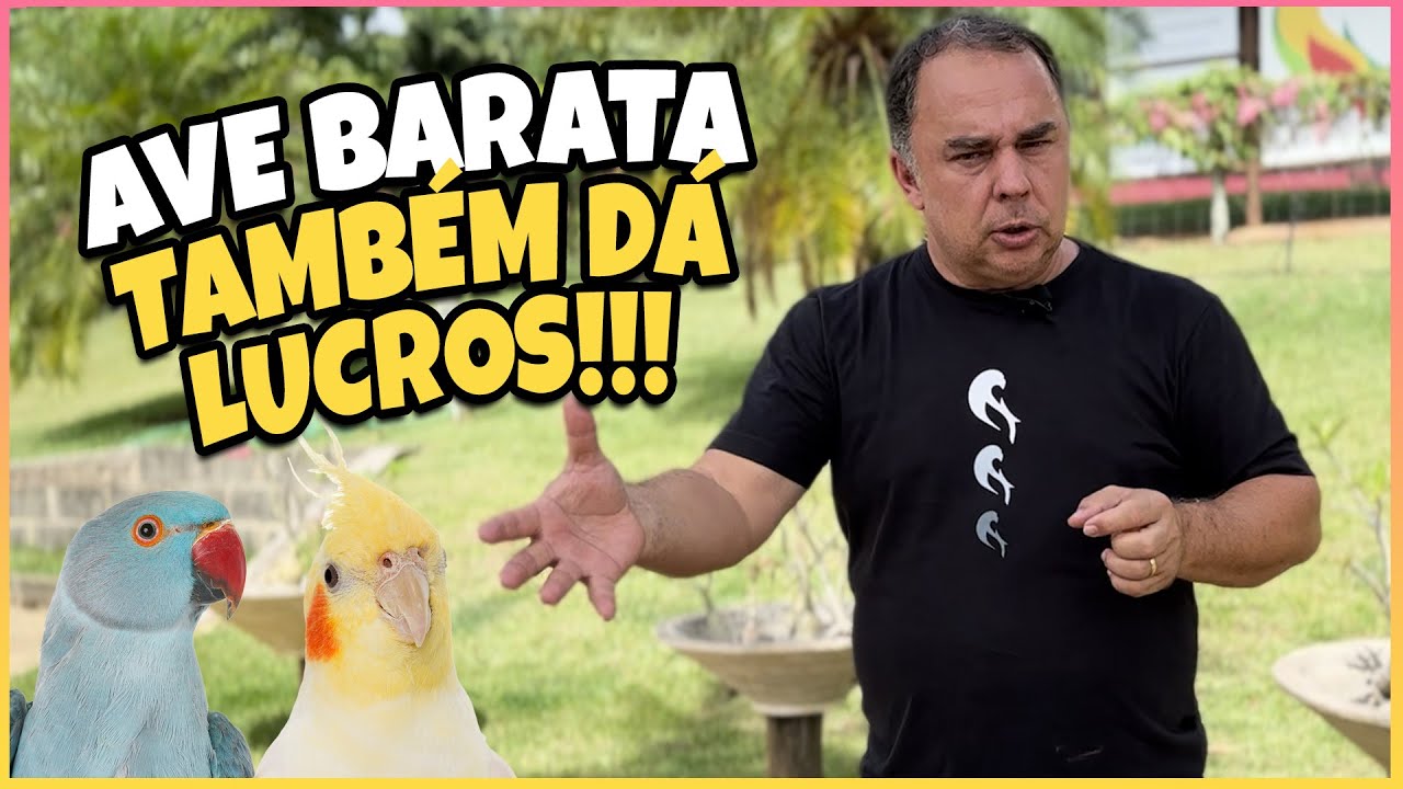 COMPENSA CRIAR PERIQUITO AUSTRALIANO?