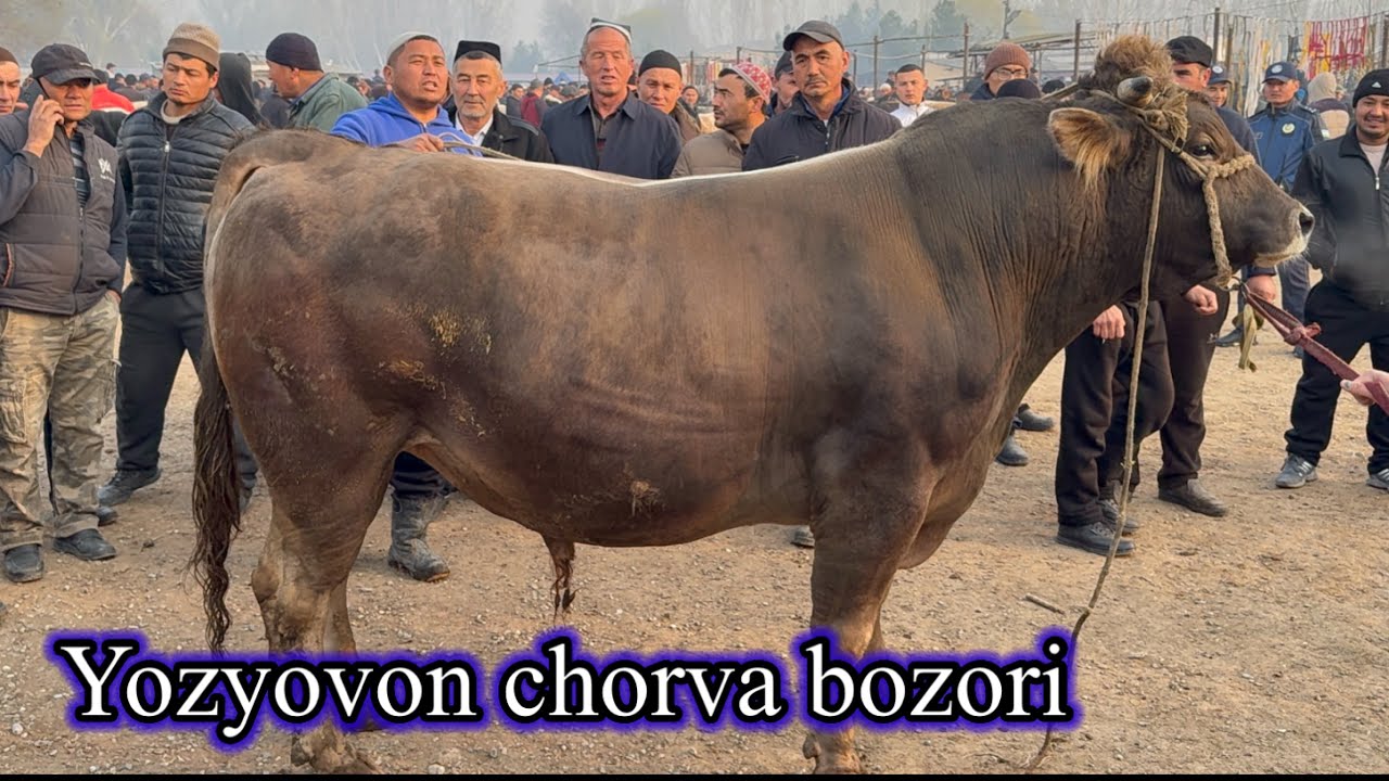 YOZYOVON CHORVA BOZORI KATTA KICHIK BUQALAR NARXLARI. 18 марта 2026 г.