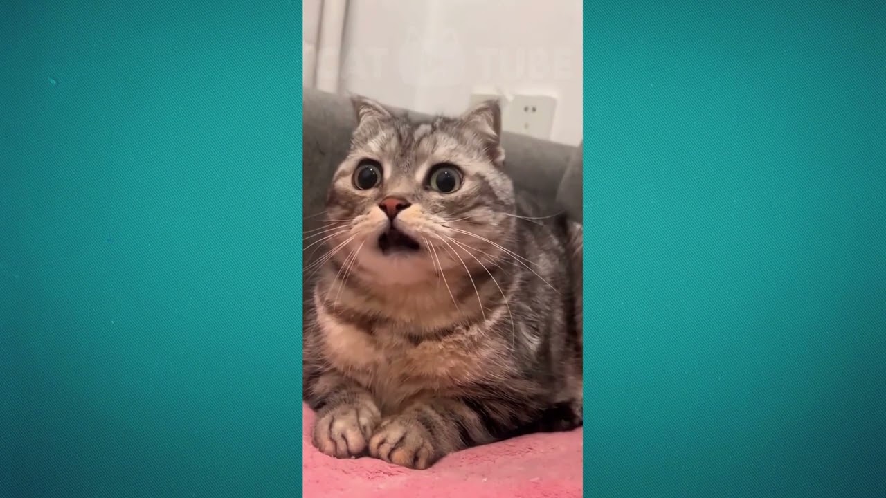 😹🤪 Смешные кошачьи неудачи: незабываемые моменты, которые нельзя пропустить! 😸🤣