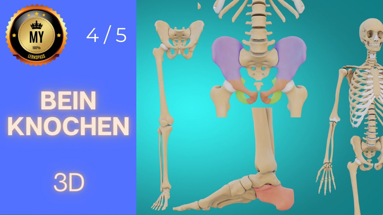 3D-Anatomie der Knochen des unteren Extremit&auml;ten
