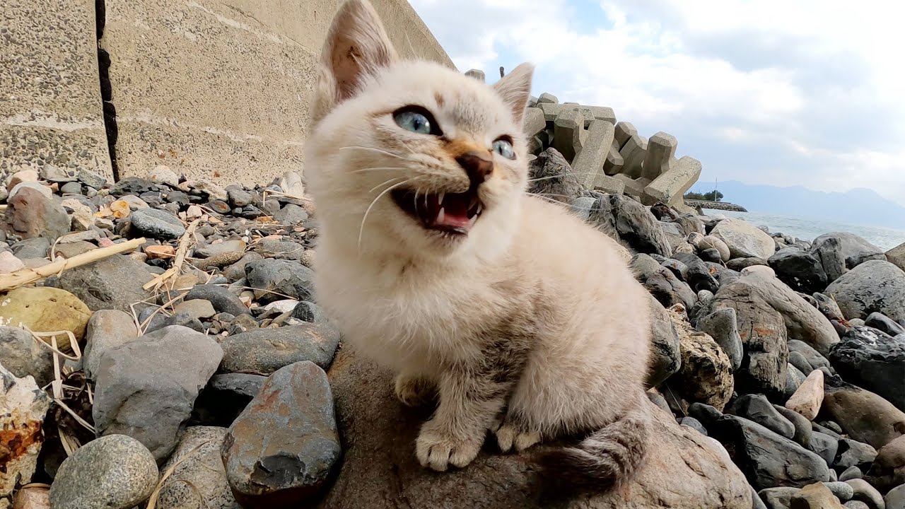 Котенок живущий в море ходит и плачет милым голоском