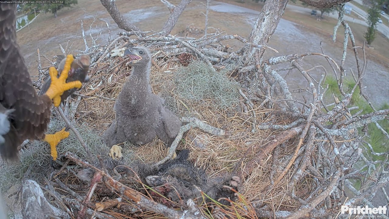 SWFL. 3 deliveries to the nest within 1 hour: Mom with RK and Dad two whole fish / 2026-01-13