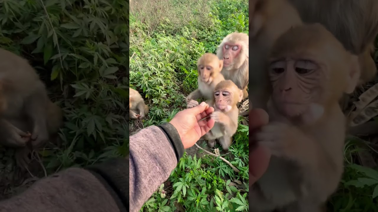 Bander masti #shorts #ytshorts #monkeyvideo #bandermama