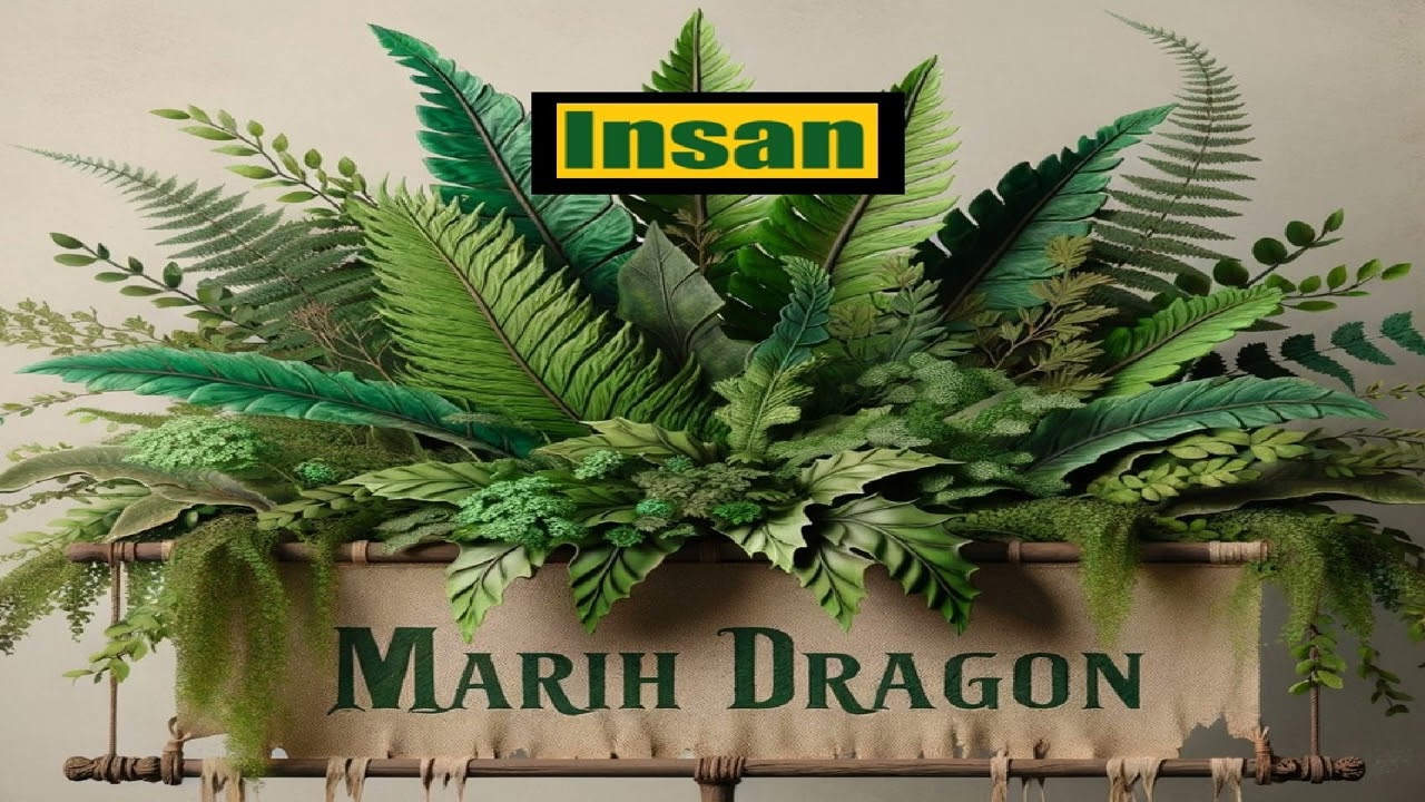 Insan