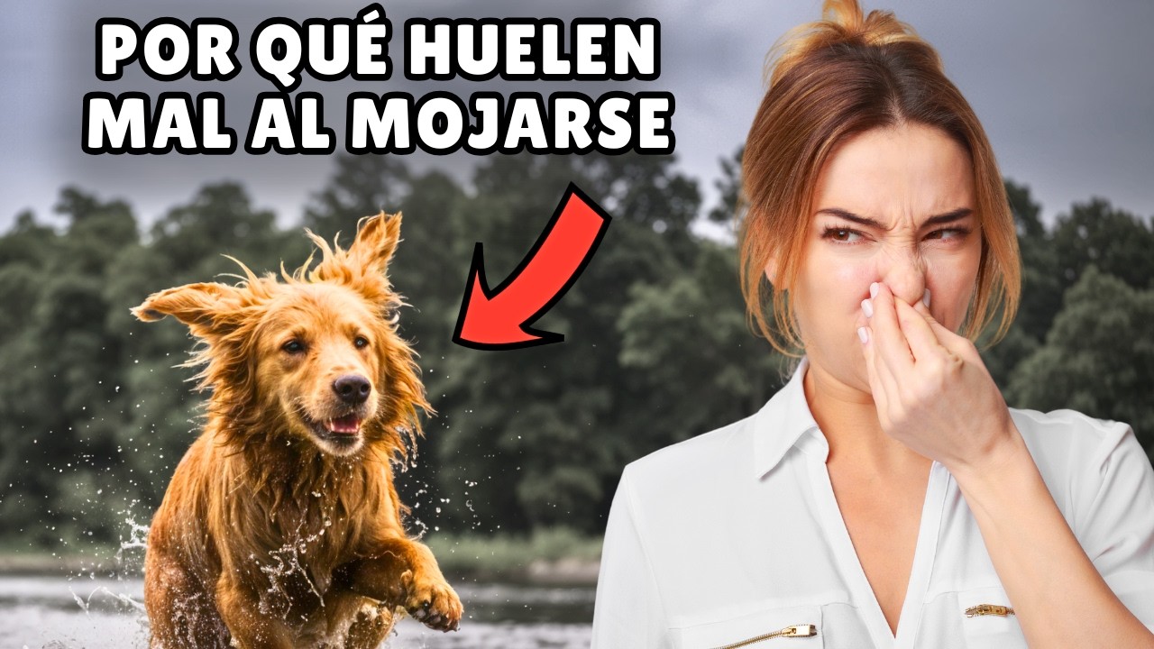 La verdadera razón por la que los perros HUELEN MAL cuando se MOJAN