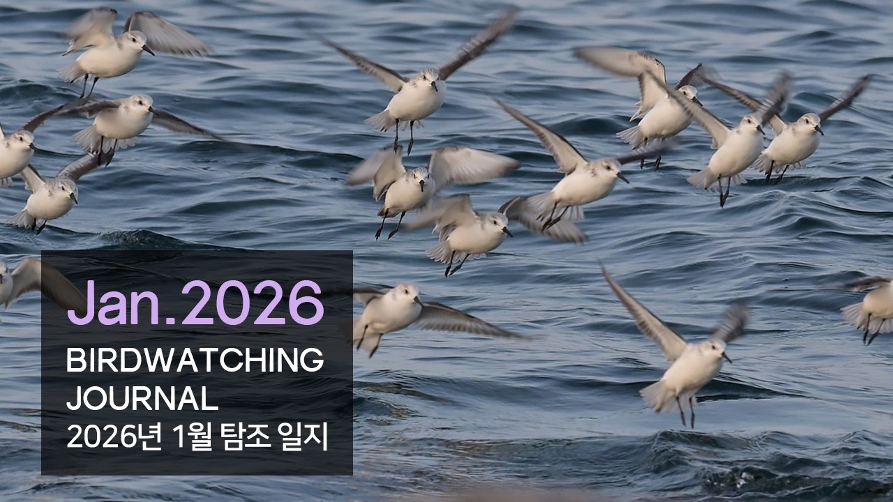 2026년 1월 탐조 일지 Birdwatching Journal Jan. 2026