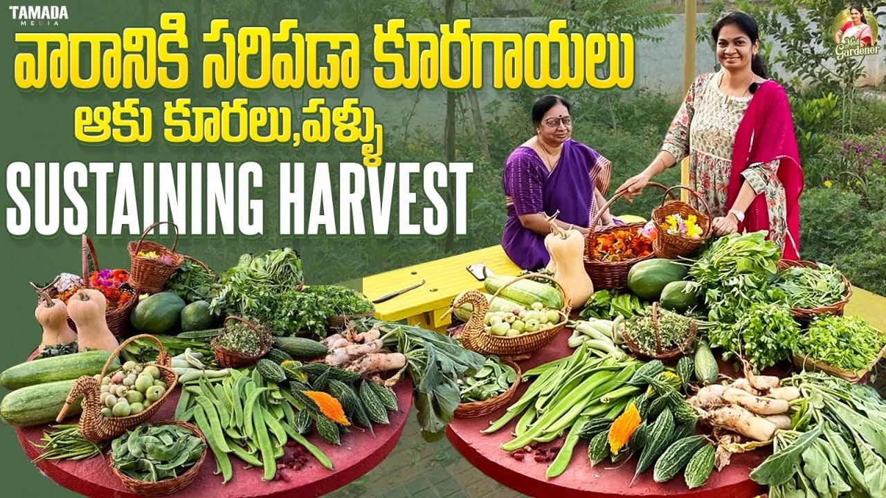 Sustainable Harvest /నేను పండించిన కూరగాయల తోనే వారమంతా గడిపేస్తున్నాను 