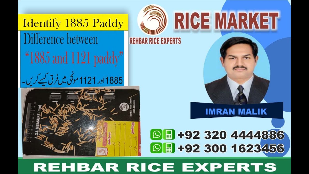 Difference 1885 and 1121 Paddy | Identification of 1885 Paddy | 1885 and 1121 Paddy | Rice market